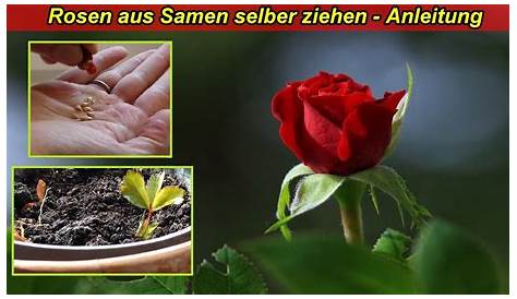 Rosen vermehren: Vermehrung durch Samen, Stecklinge & Co.