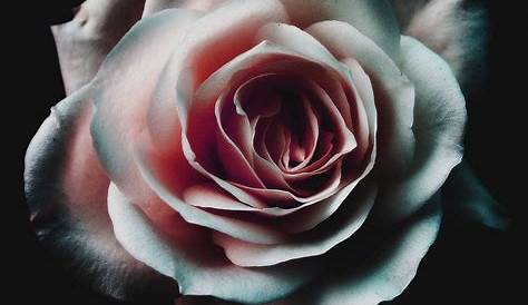 Rose Black Background Tumblr ·① Download Free Wallpapers For
