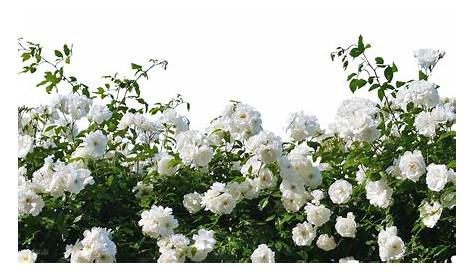 Clipart rose shrub, Clipart rose shrub Transparent FREE for download on