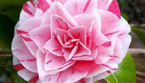 Fonds d'ecran Camellia En gros plan Rose couleur Deux