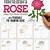 rose drawing step by step