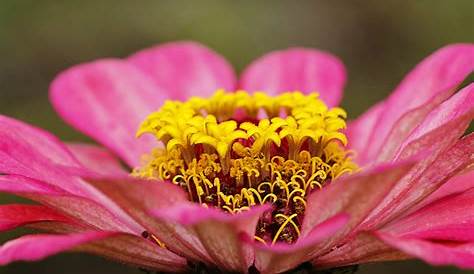 Rose Et Jaune Fleur · Photo Gratuite Sur Pixabay
