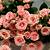 rose flower desktop wallpaper