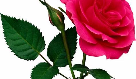 Hd Rose Flower Png - ClipArt Best