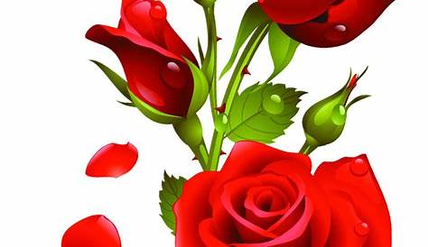 Rose Flower Hd Png - Red Flowers Png Background Image Rose Flower Hd