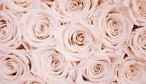 Rose Gold Desktop Wallpapers - Top Free Rose Gold Desktop Backgrounds