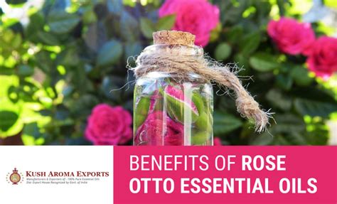 Benefits of Rose Otto Essential Oils u/kusharoma1