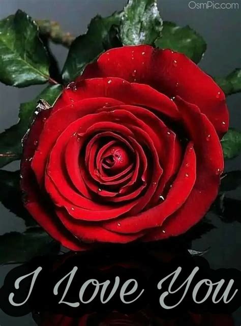 I Love You Rose Pictures, Photos, and Images for Facebook