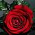 rose rose i love you