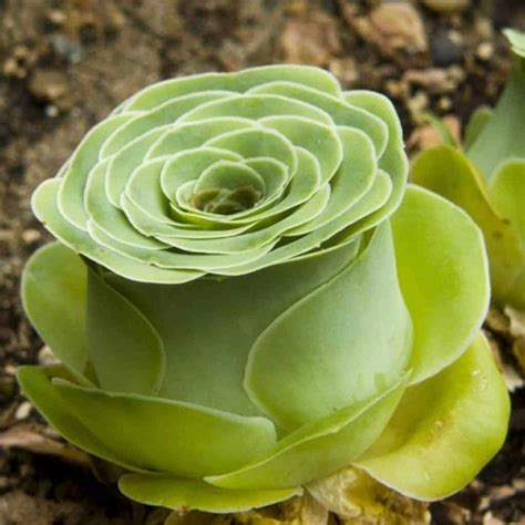 Rose Succulents Look Like Tiny Blossoming Flowers from a Fairy Tale