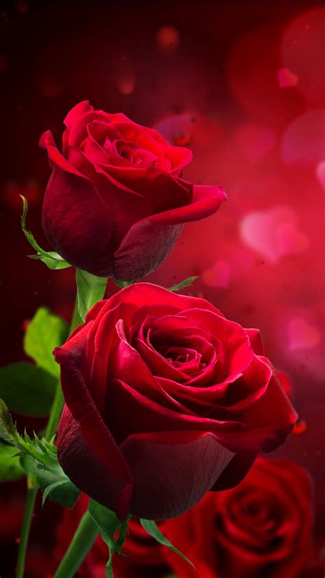 Rose wallpapers for android phones