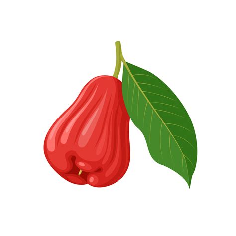 Rose Apple Drawing