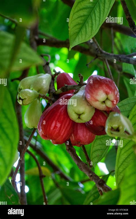 Rose Apple Jamaica