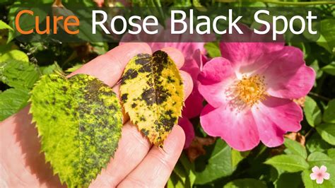 Rose Black Spot Testing Kit