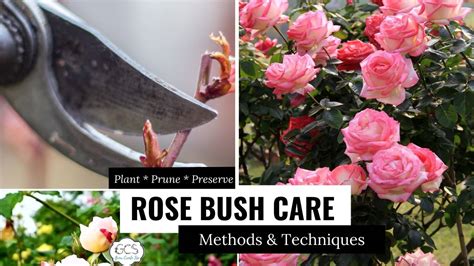 Boost Rose Bush Care: Secrets Revealed!