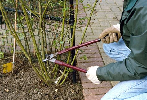 Master the Art of Rose Bush Pruning for Flourishing Gardens