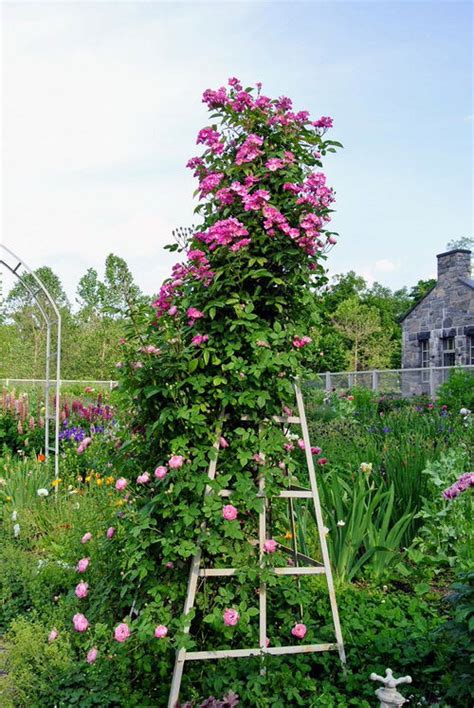Maximize Space: Rose Bush Trellis Tips