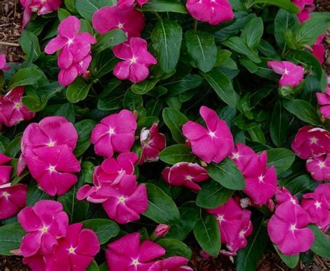 Rose Bush Vinca