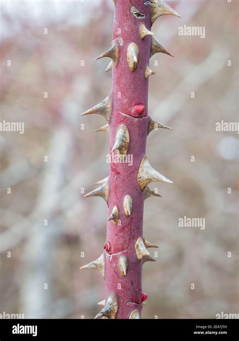 Rose Bush With Thorns Structure And Function