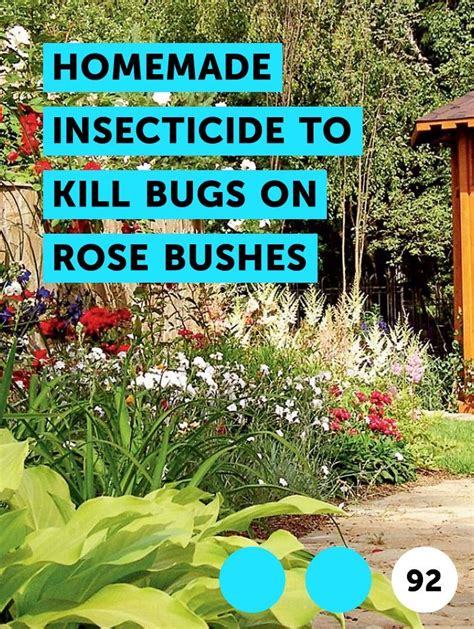 Rose Bushes Kill Bugs