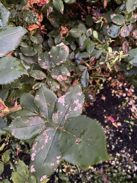 Rose Bushes Not Growing