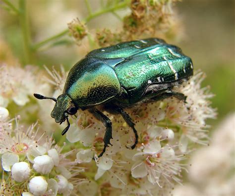 Rose Chafer: Intriguing Garden Pest Unveiled