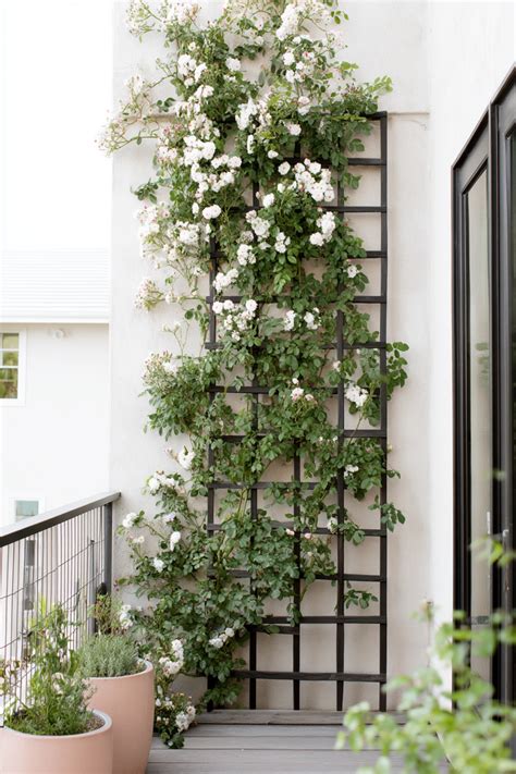 Rose Climbing Trellis