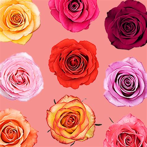 Rose Colors Coloring Wallpapers Download Free Images Wallpaper [coloring876.blogspot.com]