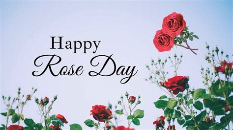 Rose Day Rose: The Ultimate Valentine's Choice