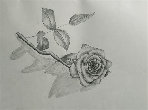 rose drawing 3d