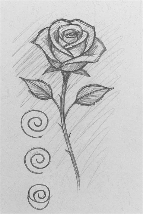 rose drawing beginner