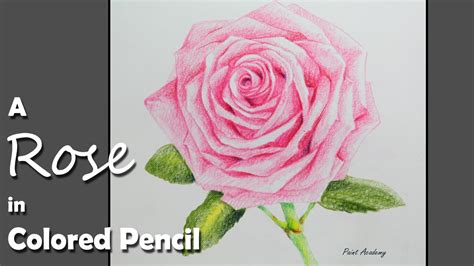 rose drawing colored pencil