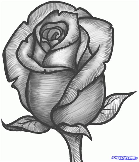 rose drawing cool