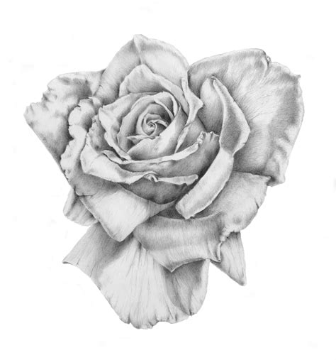 rose drawing detailed