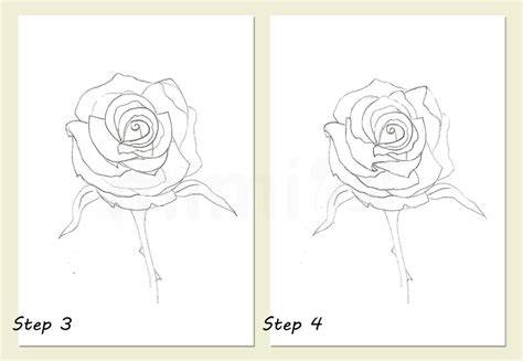 Rose Drawing Final Touches