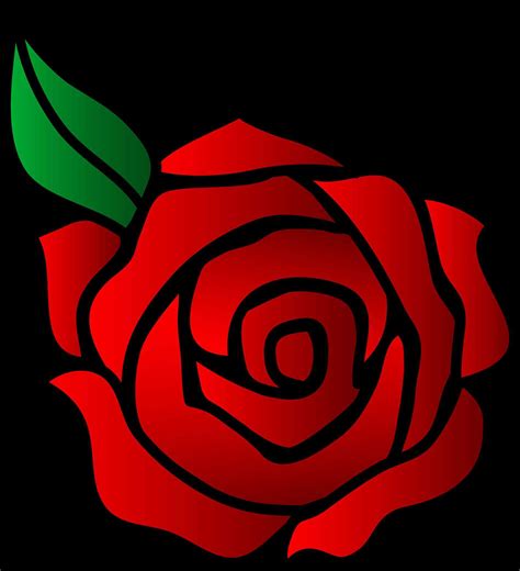 rose drawing from the top