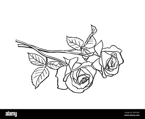 rose drawing laying down