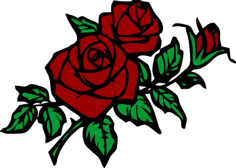 rose drawing no background