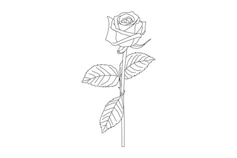 rose drawing outline with stem