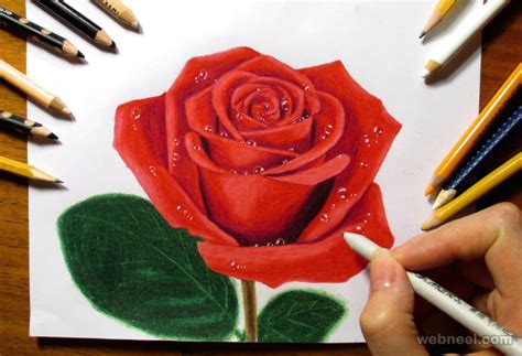 rose drawing pencil colour