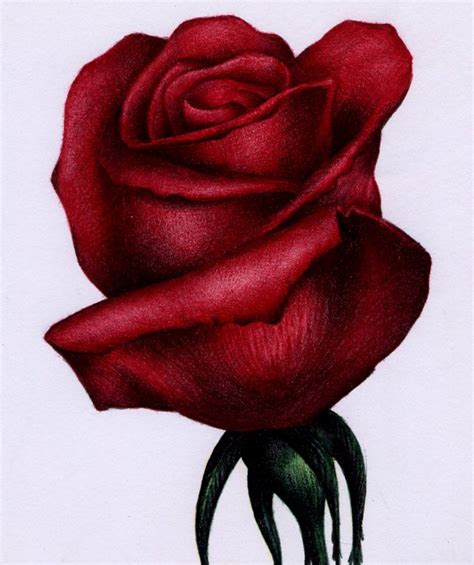 rose drawing red