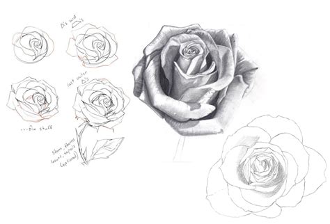 rose drawing reference