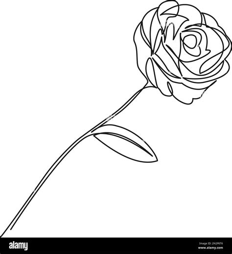 Rose drawing side view leaves