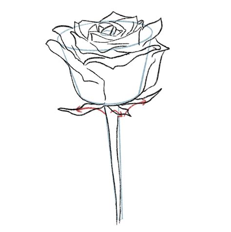 Rose drawing side view sepals