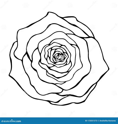 rose drawing top view