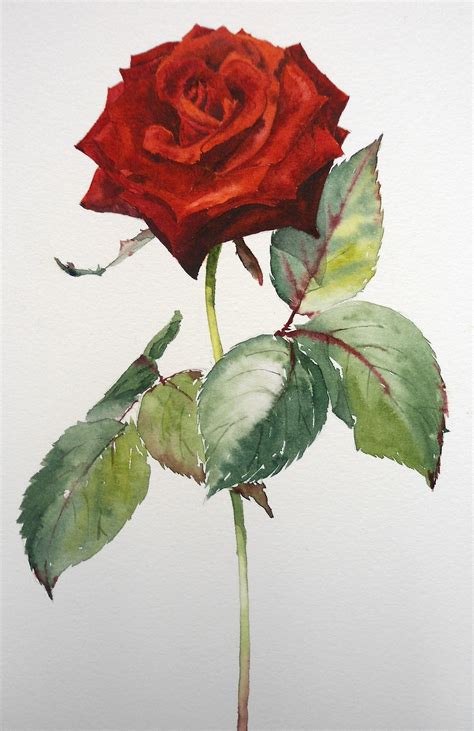 rose drawing watercolor