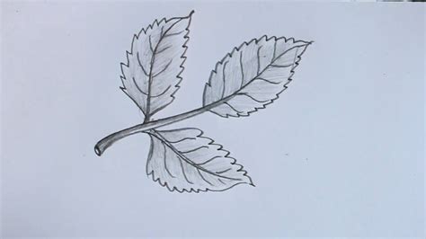 rose drawing with leaves