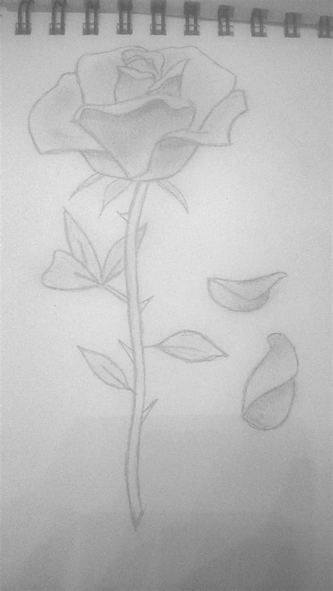 rose drawing with petals falling