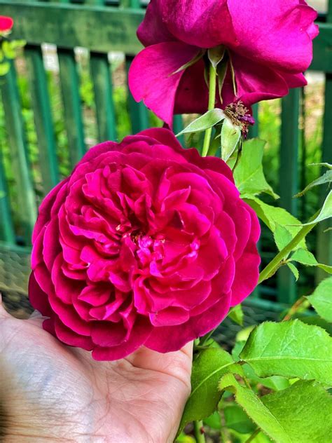 Best Rose Fertilizer: Elevate Your Garden