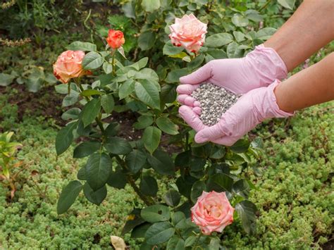 Best Rose Fertilizer Guide for Gorgeous Blooms This Season